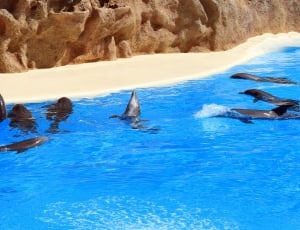 group of dolphins thumbnail