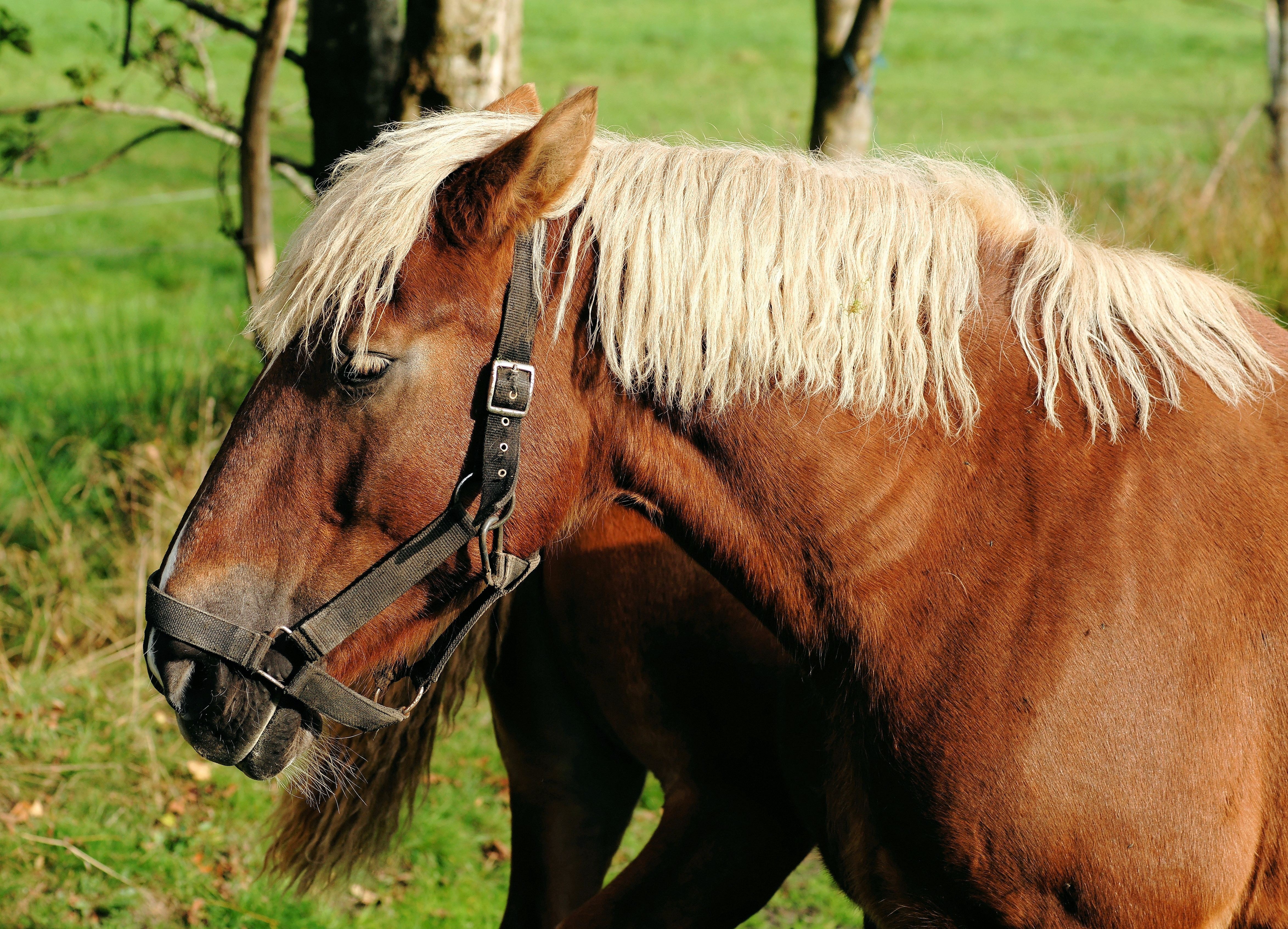 brown and beige horse