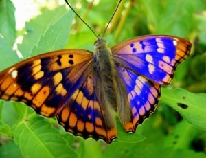 brown and blue butterfly thumbnail
