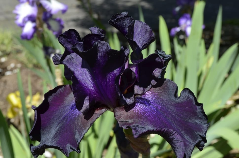 dark purple tall bearded iris preview