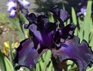 dark purple tall bearded iris thumbnail