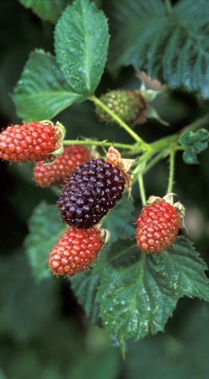 photo of ripe raspberry thumbnail
