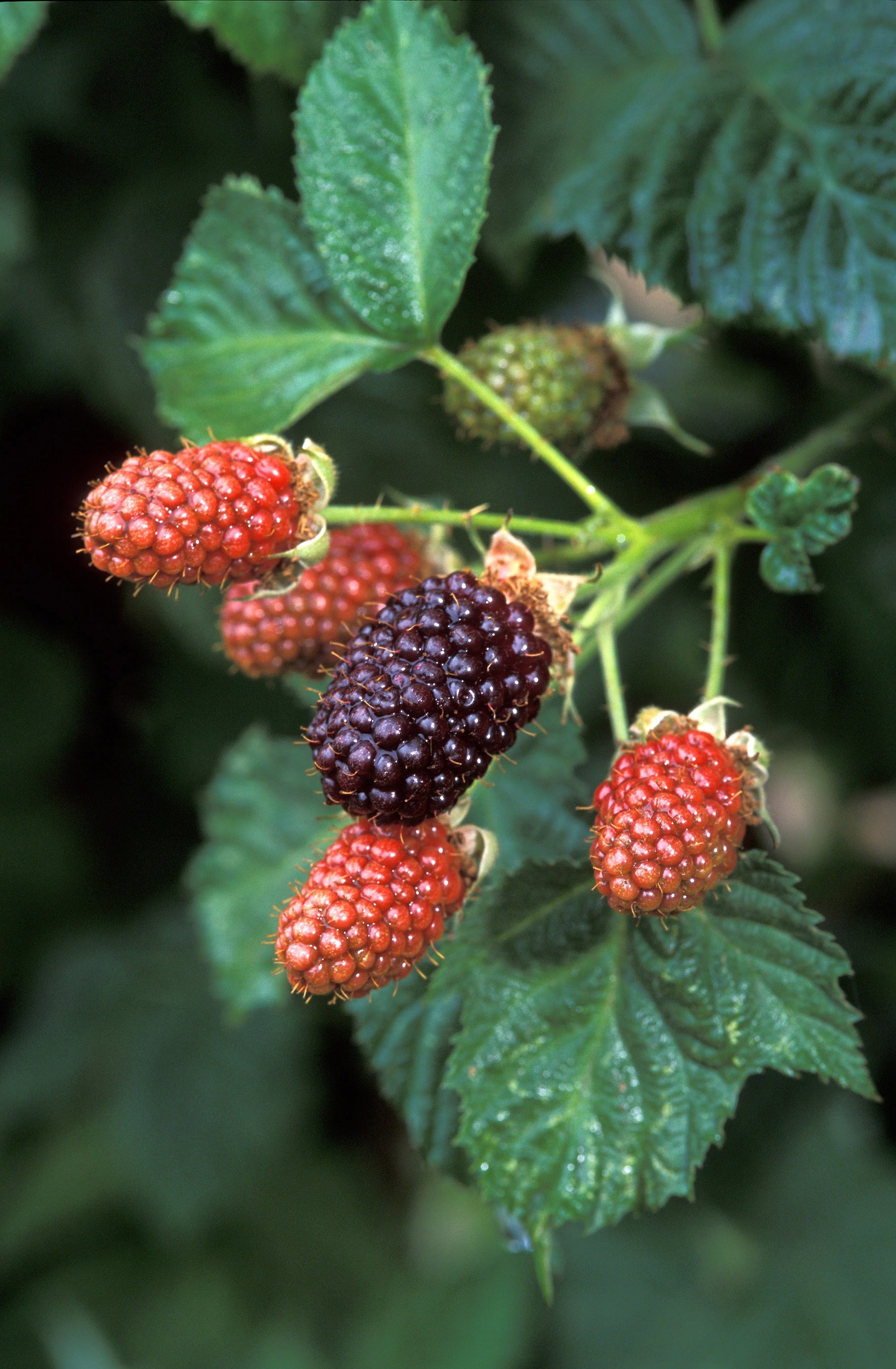 photo of ripe raspberry