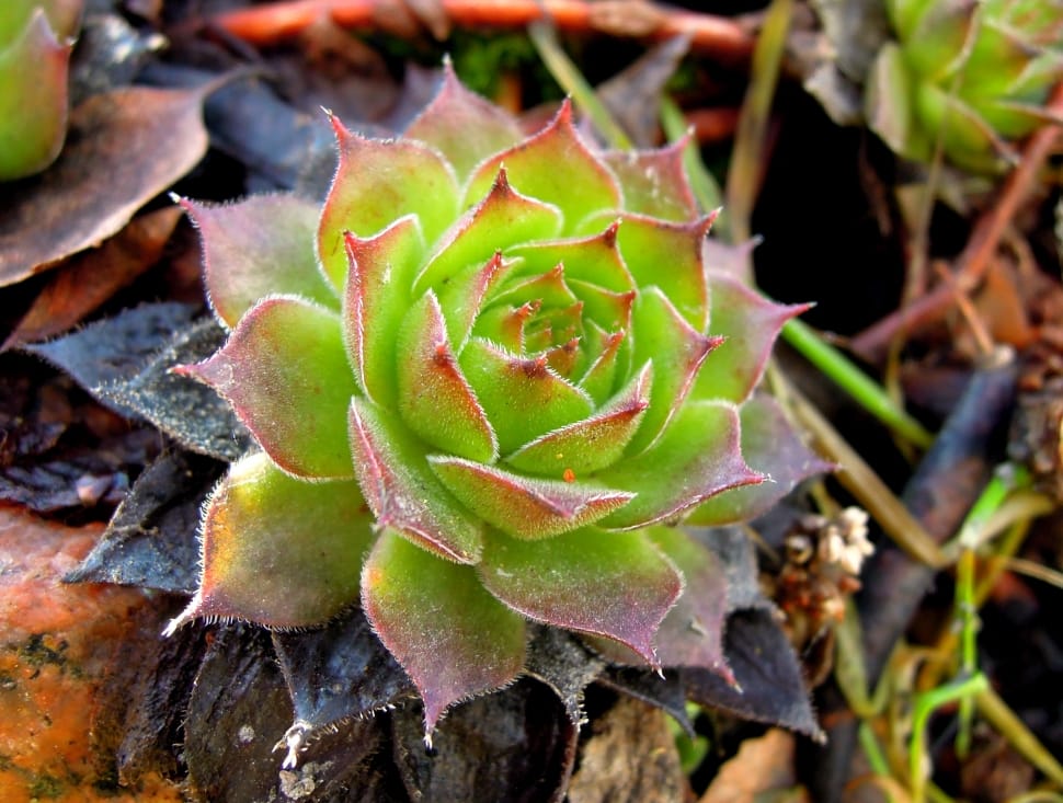 green and red succulent preview
