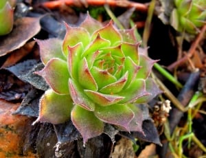 green and red succulent thumbnail