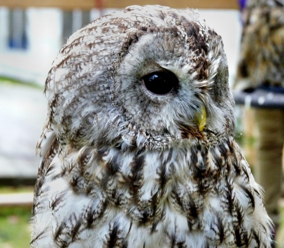 Rarely, Long Eared Owl, Bird, Animal, bird, one animal preview