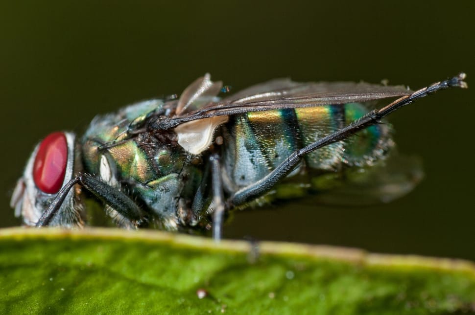 macro photography of fly preview