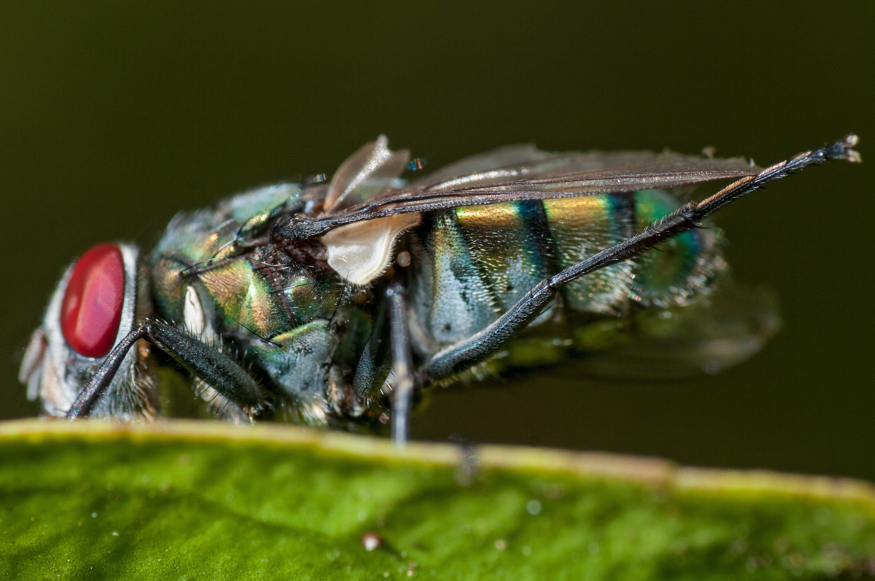 macro photography of fly