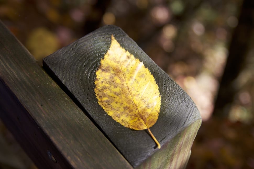 yellow leaf on brown wooden frame preview