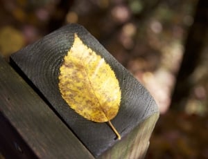 yellow leaf on brown wooden frame thumbnail