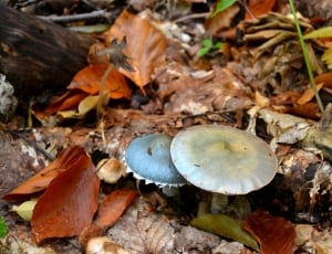 grey mushrooms thumbnail
