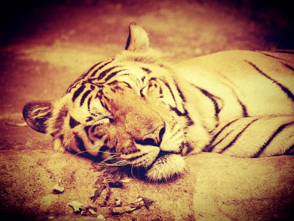 tiger lying on floor photo preview