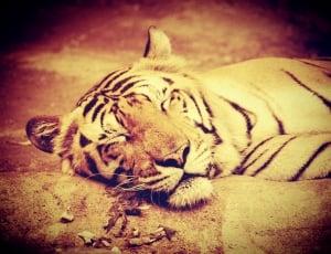 tiger lying on floor photo thumbnail