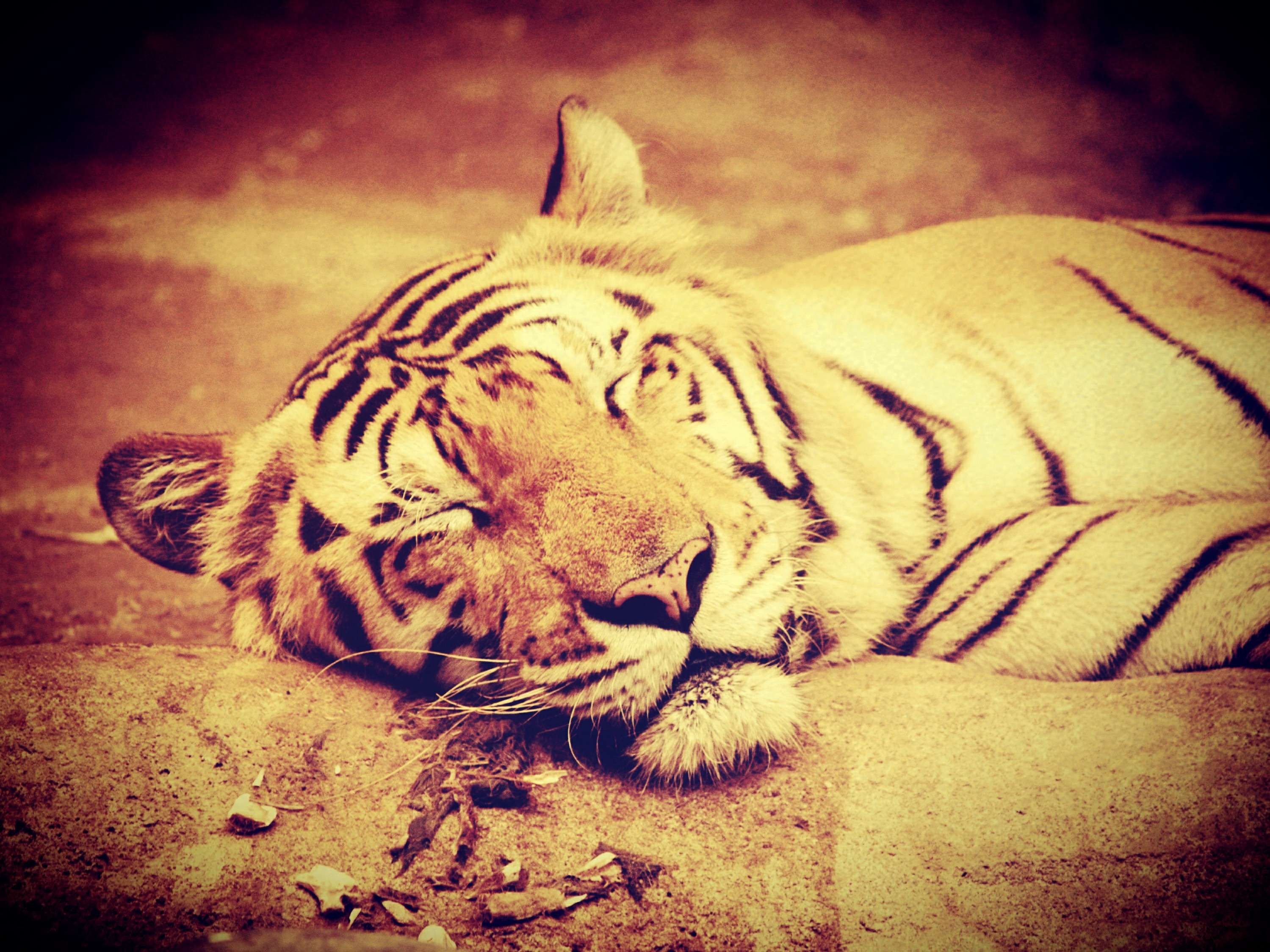 tiger lying on floor photo