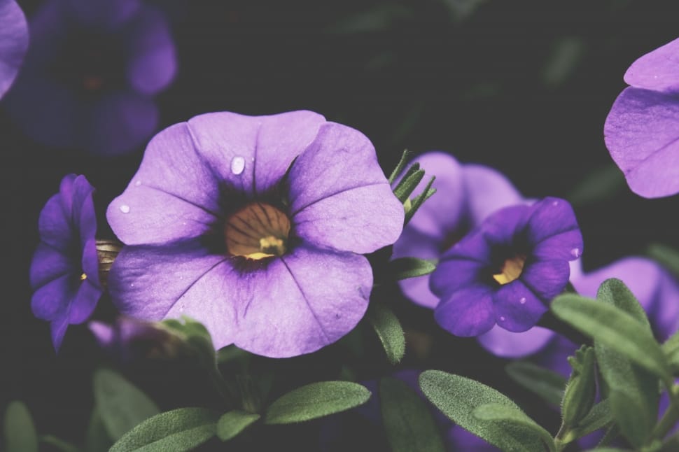 closeup photography of purple flower preview