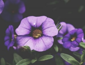 closeup photography of purple flower thumbnail