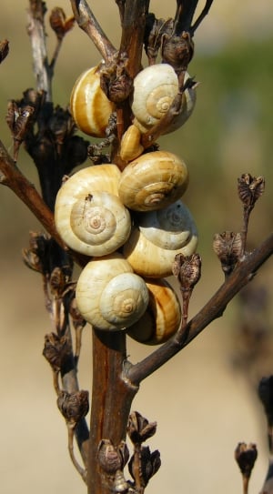 7 snails thumbnail