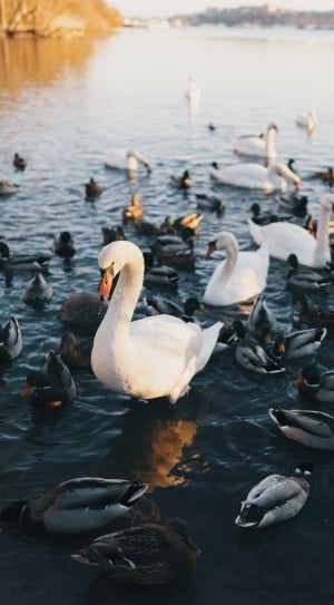 flock of swan and duck swimming on large body of water thumbnail