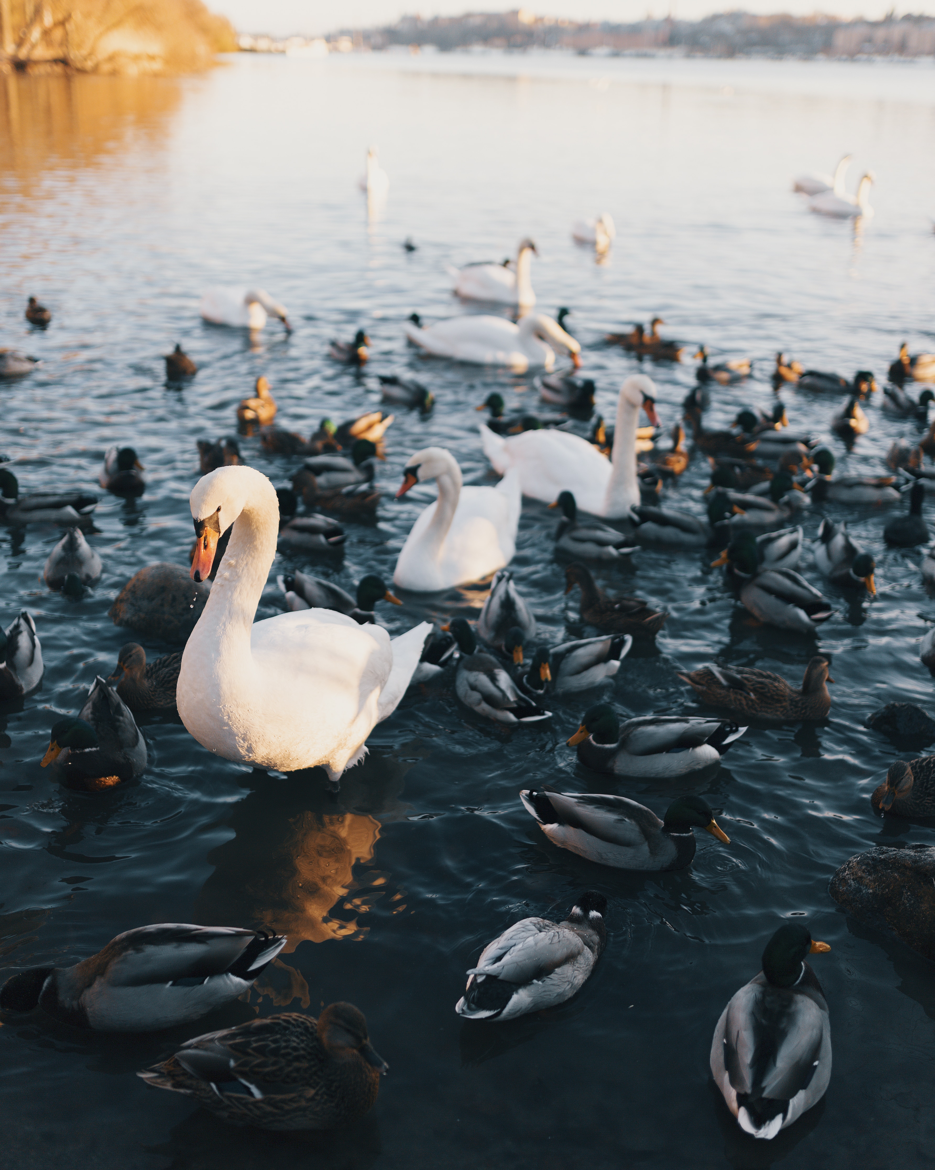 flock of swan and duck swimming on large body of water