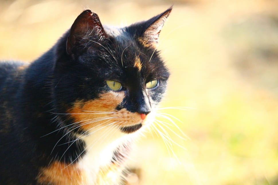 black orange and white short fur cat preview