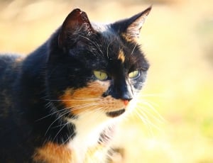black orange and white short fur cat thumbnail