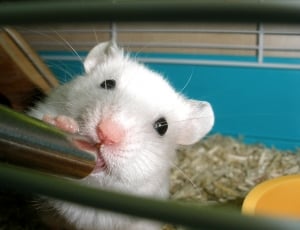 mouse drinking water thumbnail