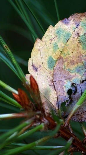 Autumn, Fall, Colorful, Leaf, Colors, leaf, close-up thumbnail