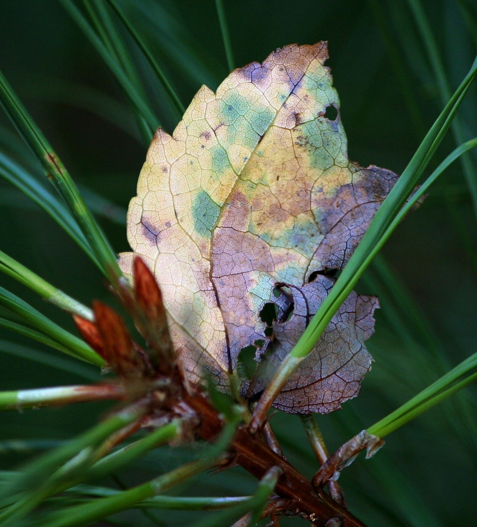 Autumn, Fall, Colorful, Leaf, Colors, leaf, close-up