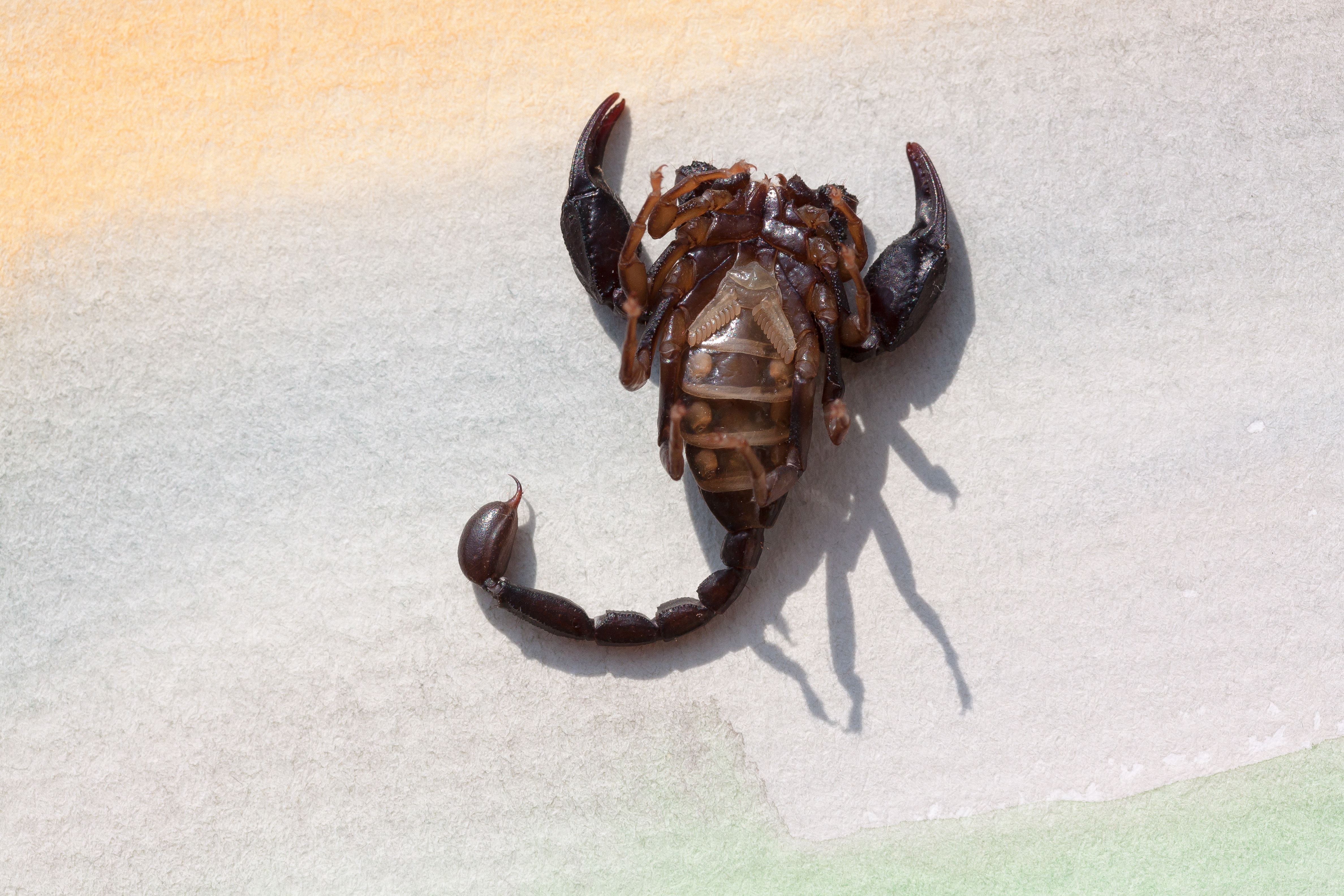 brown scorpion