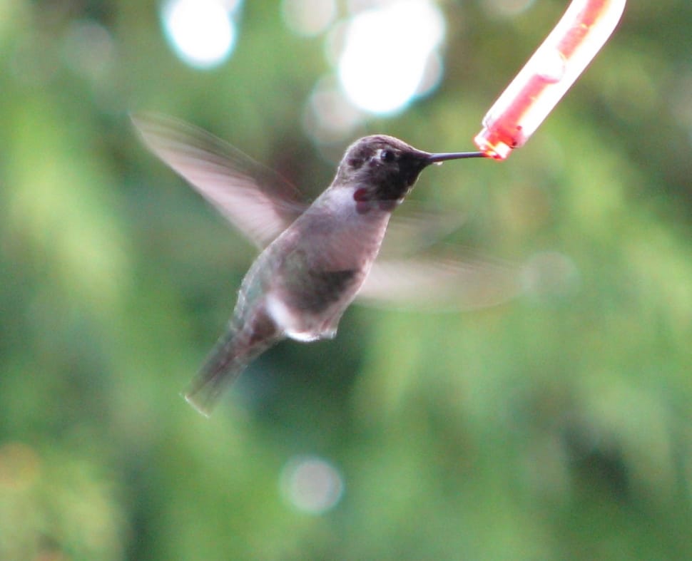 brown hummingbird preview