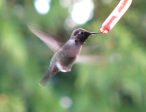 brown hummingbird thumbnail
