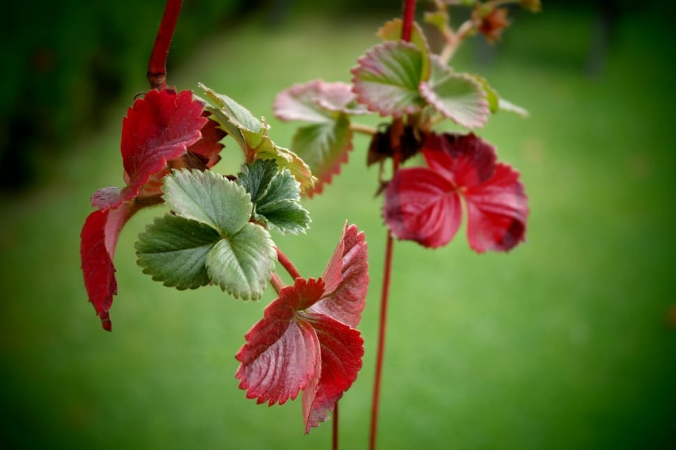 red and green leaf plant preview