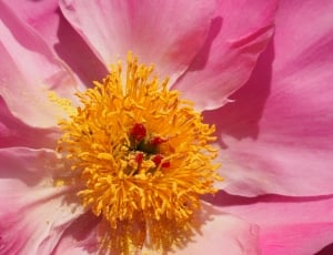 pink anemone flower thumbnail