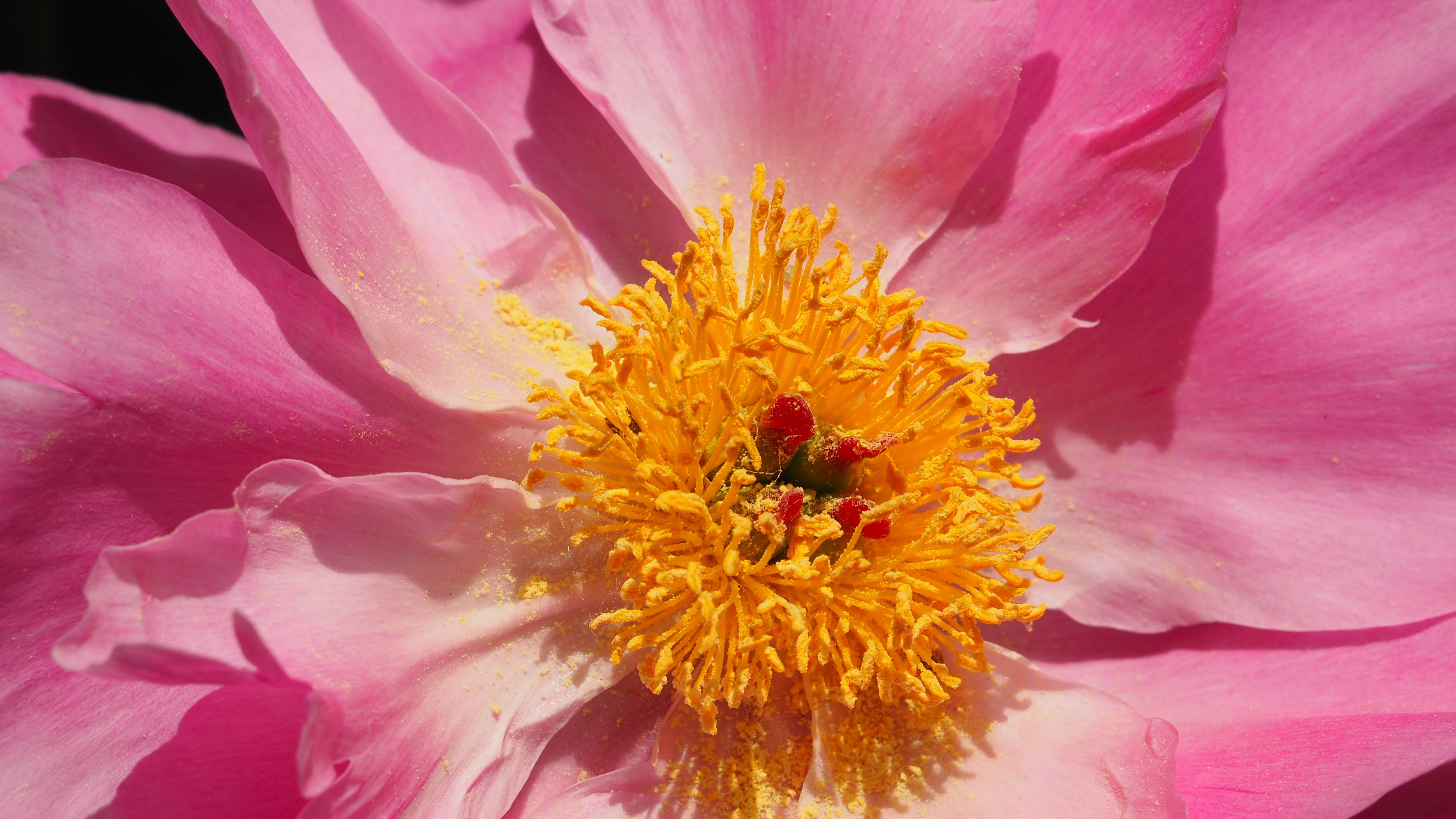 pink anemone flower