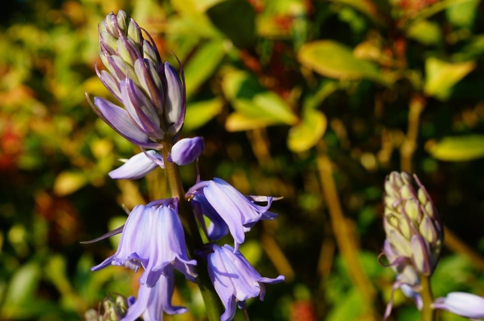 purple campanulas preview