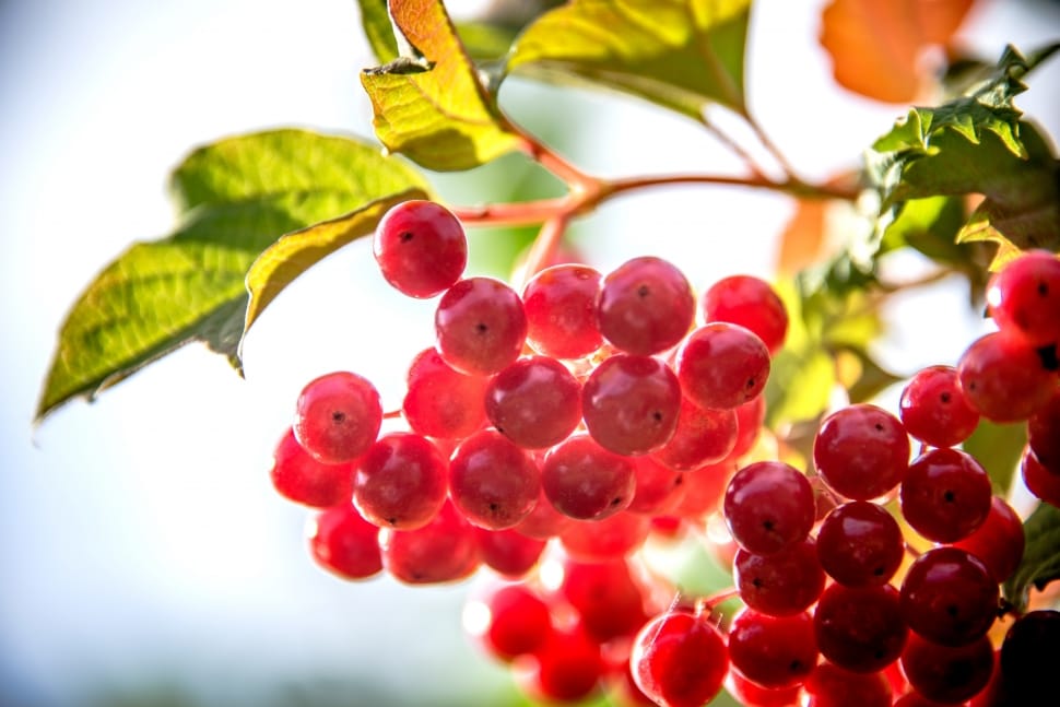 Berry, Plants, Sun, Backlight, fruit, food and drink preview