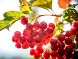 Berry, Plants, Sun, Backlight, fruit, food and drink thumbnail