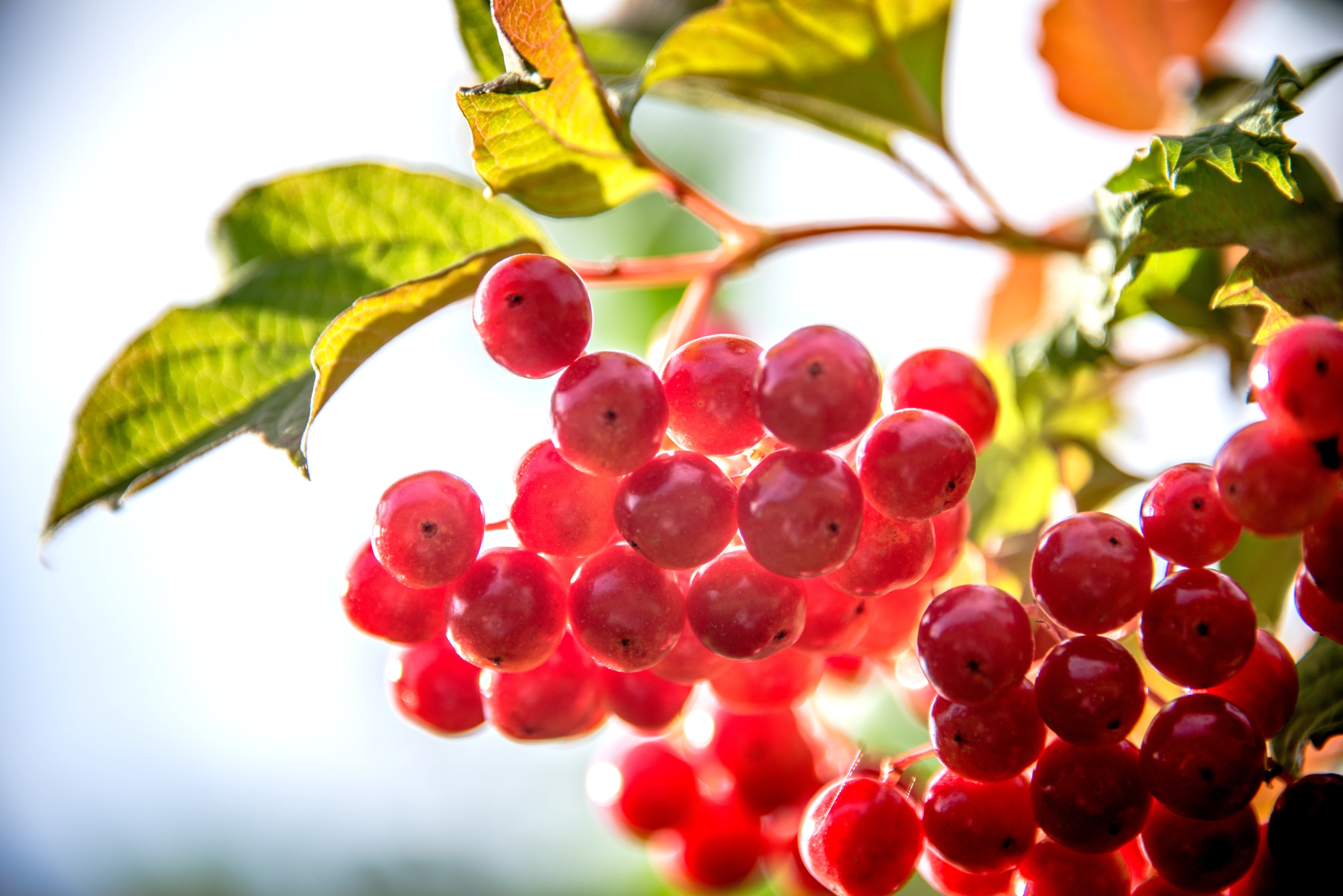 Berry, Plants, Sun, Backlight, fruit, food and drink