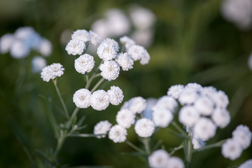 white yarrow preview
