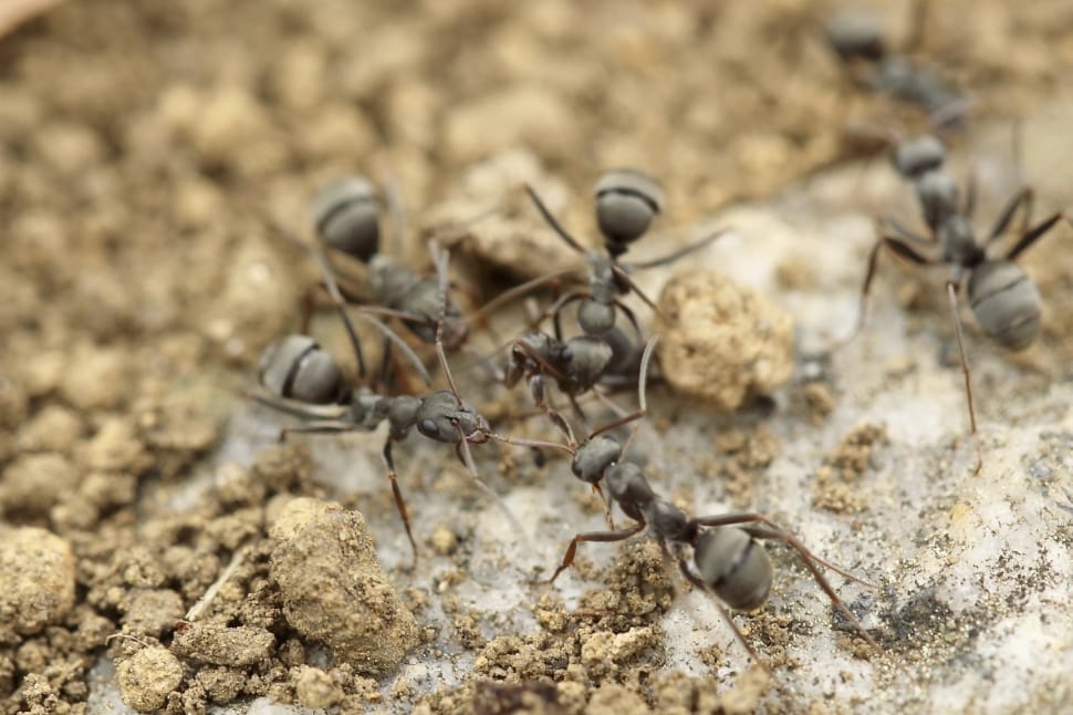 garden ants preview