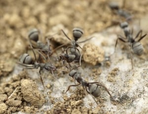 garden ants thumbnail