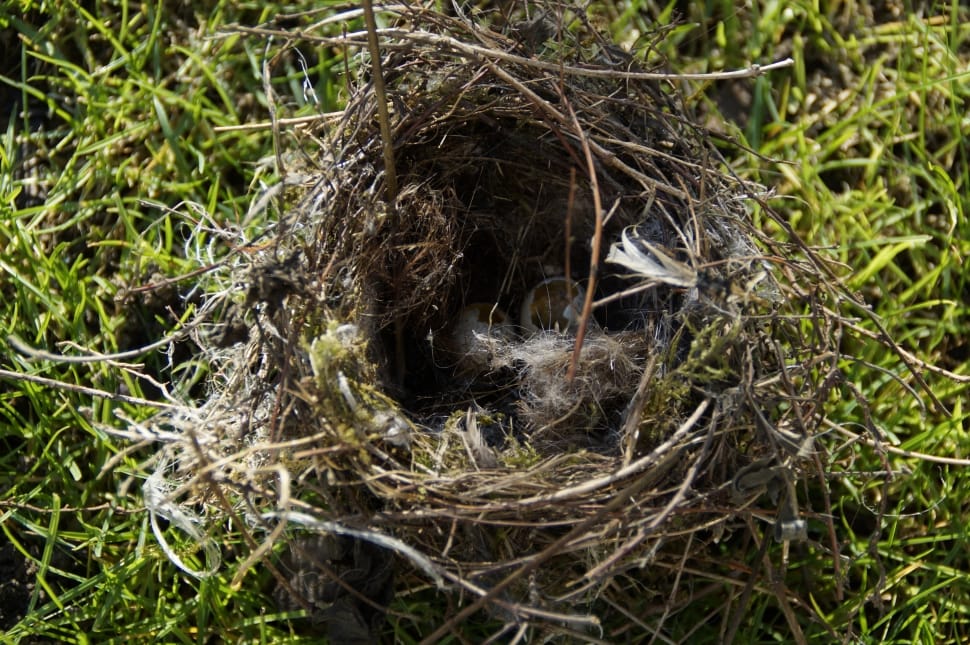 brown birds nest preview