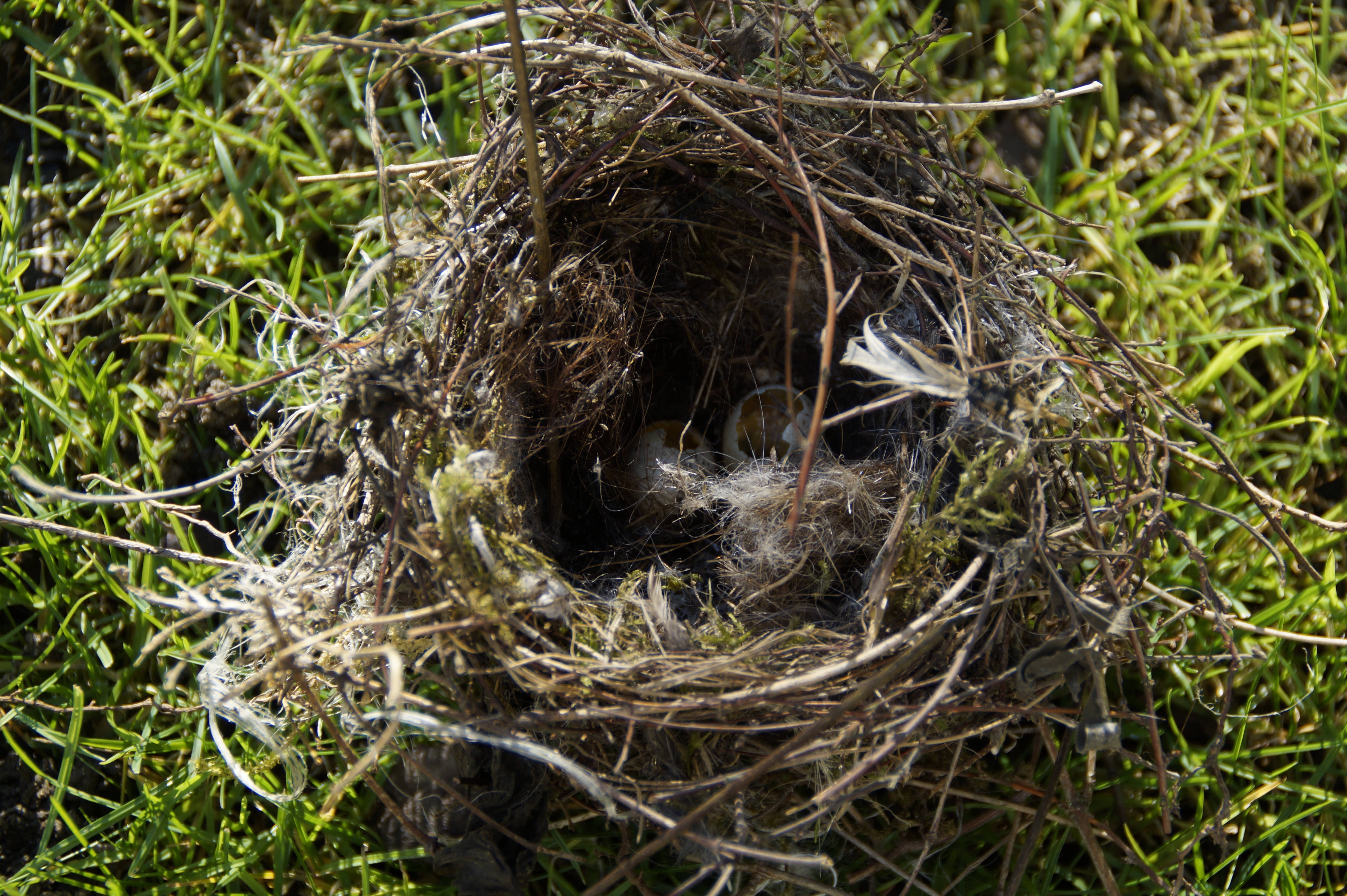 brown birds nest