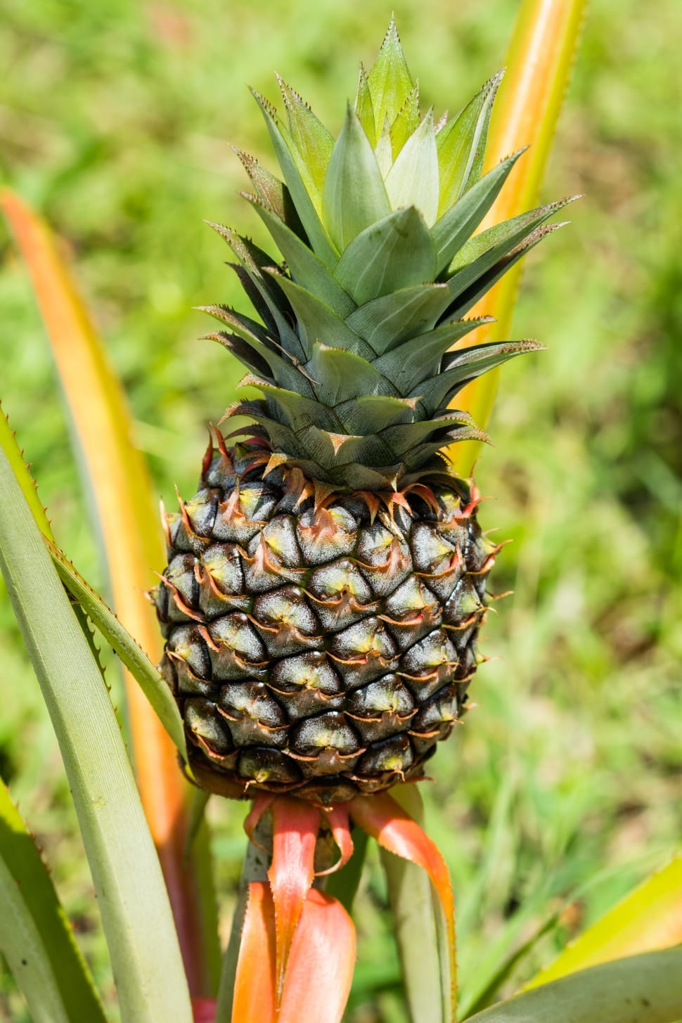 Exotic, Pineapple, Fruit, pineapple, focus on foreground preview