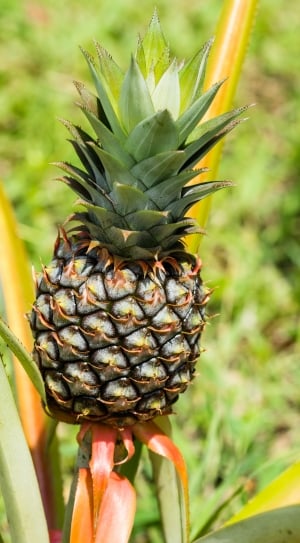 Exotic, Pineapple, Fruit, pineapple, focus on foreground thumbnail