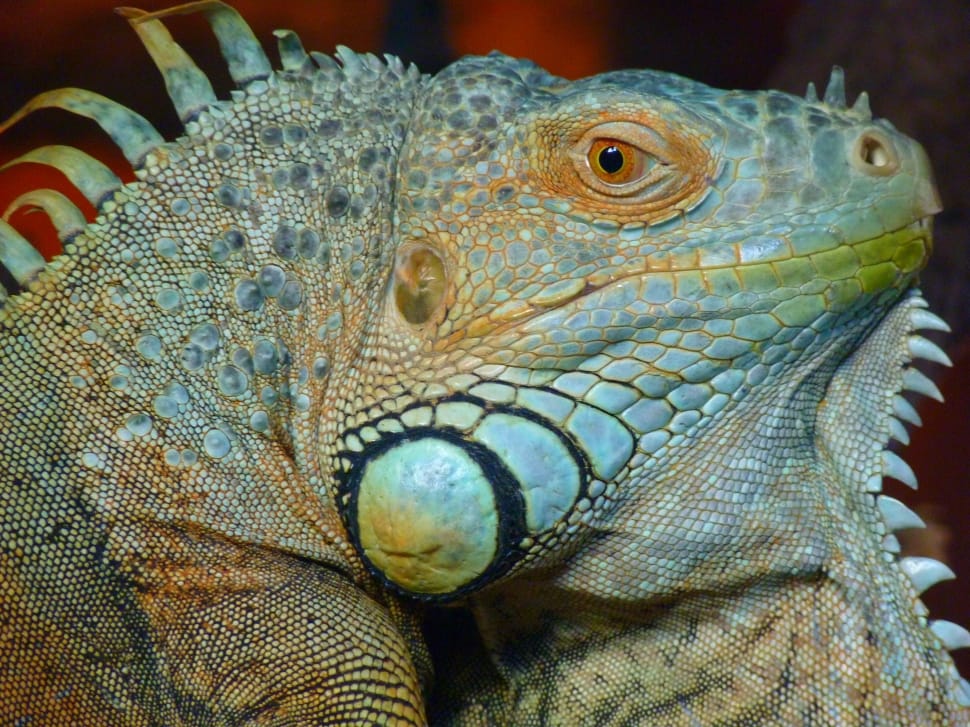 gray and black bearded dragon preview
