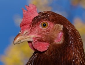brown chicken in closeup photography thumbnail