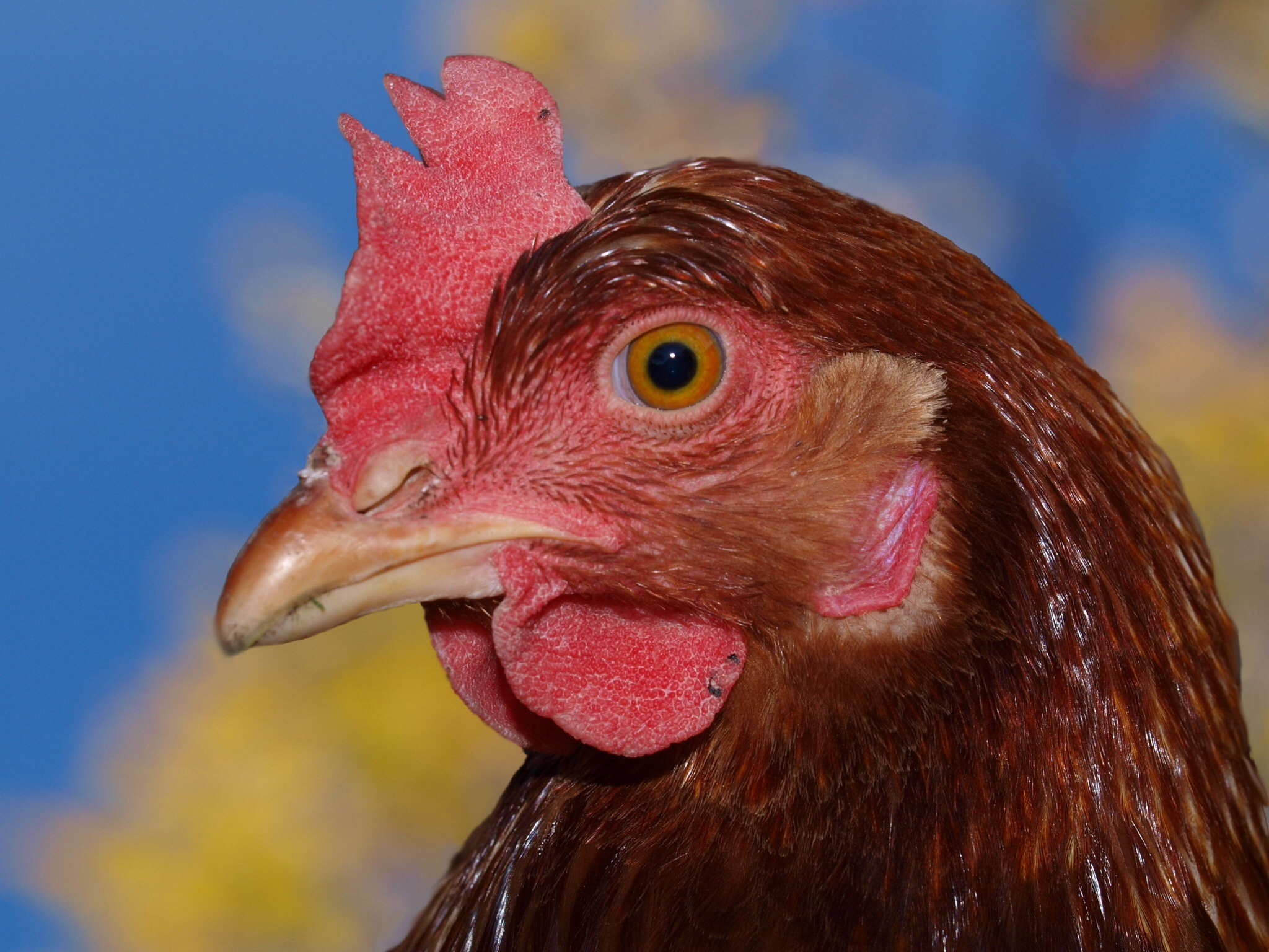 brown chicken in closeup photography