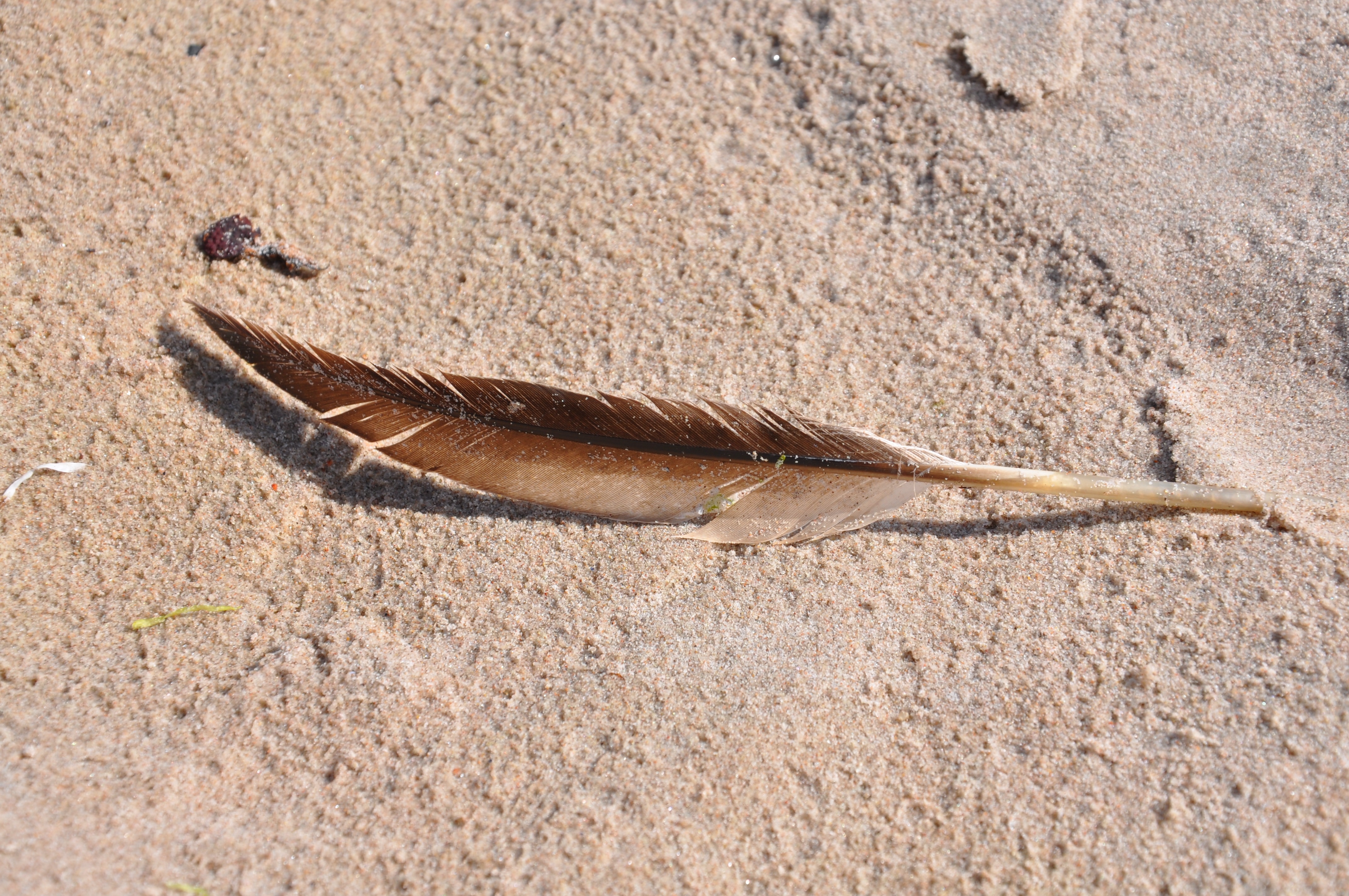 brown white feather