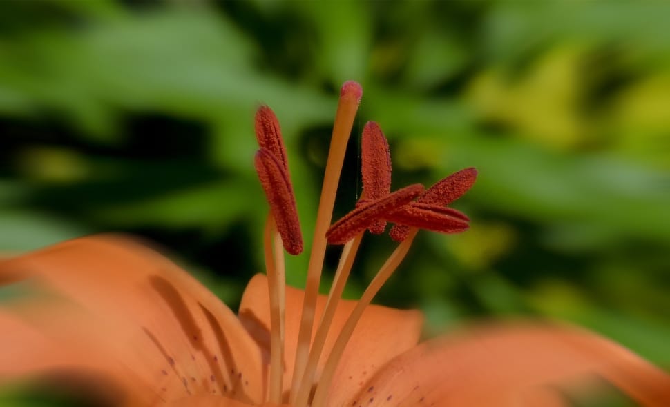 Feuerlilie, Flower, Lilium Bulbiferum, flower, growth preview